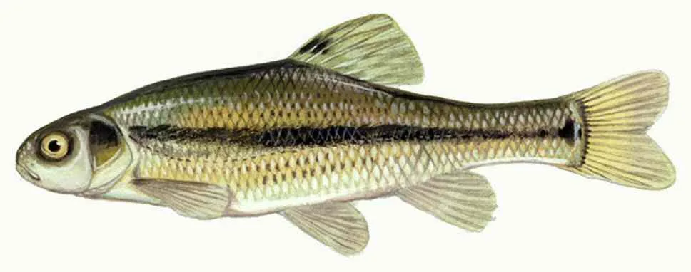 Fathead Minnow (Pimephales promelas)