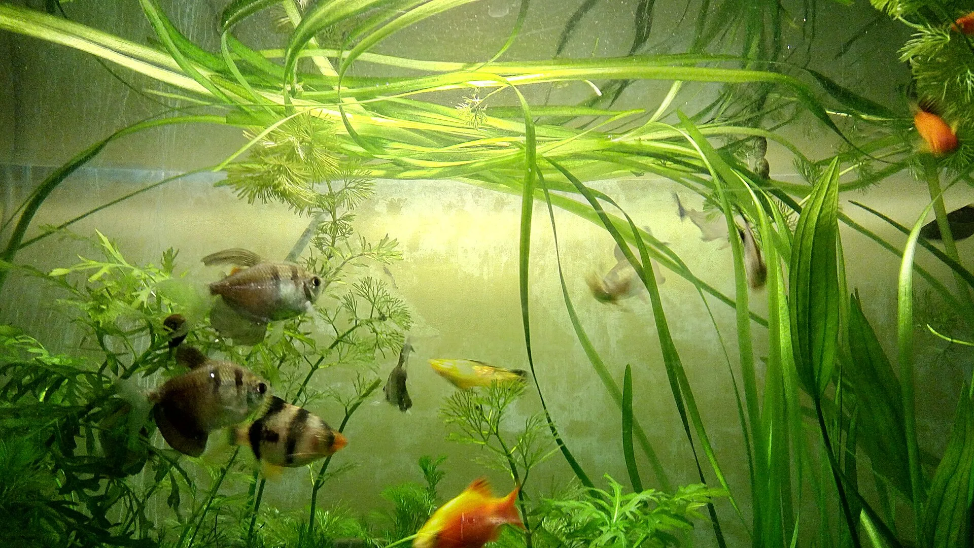 Aquarium during or after maintenance