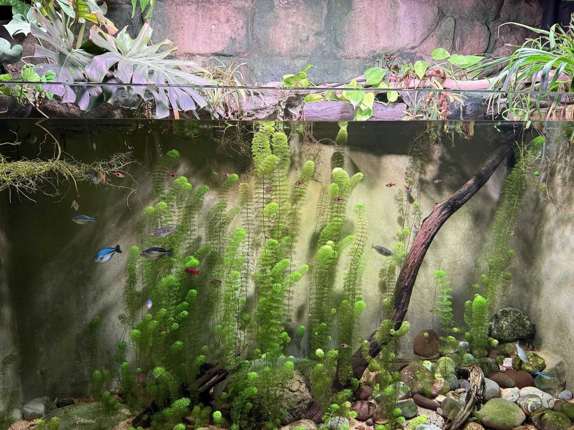 Fish under treatment or recovery