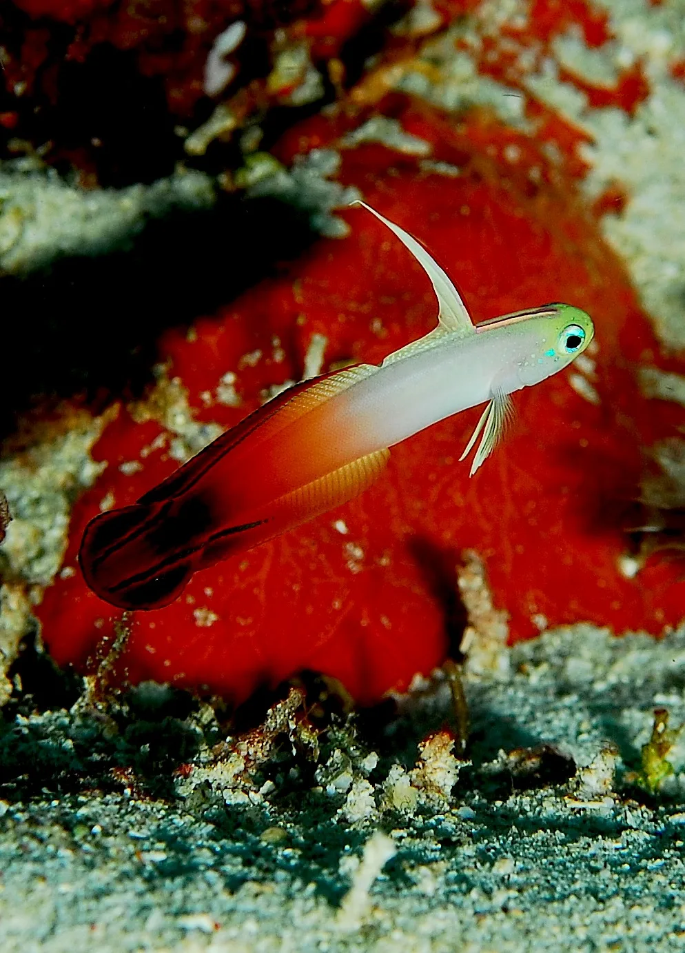 Firefish (Nemateleotris magnifica)