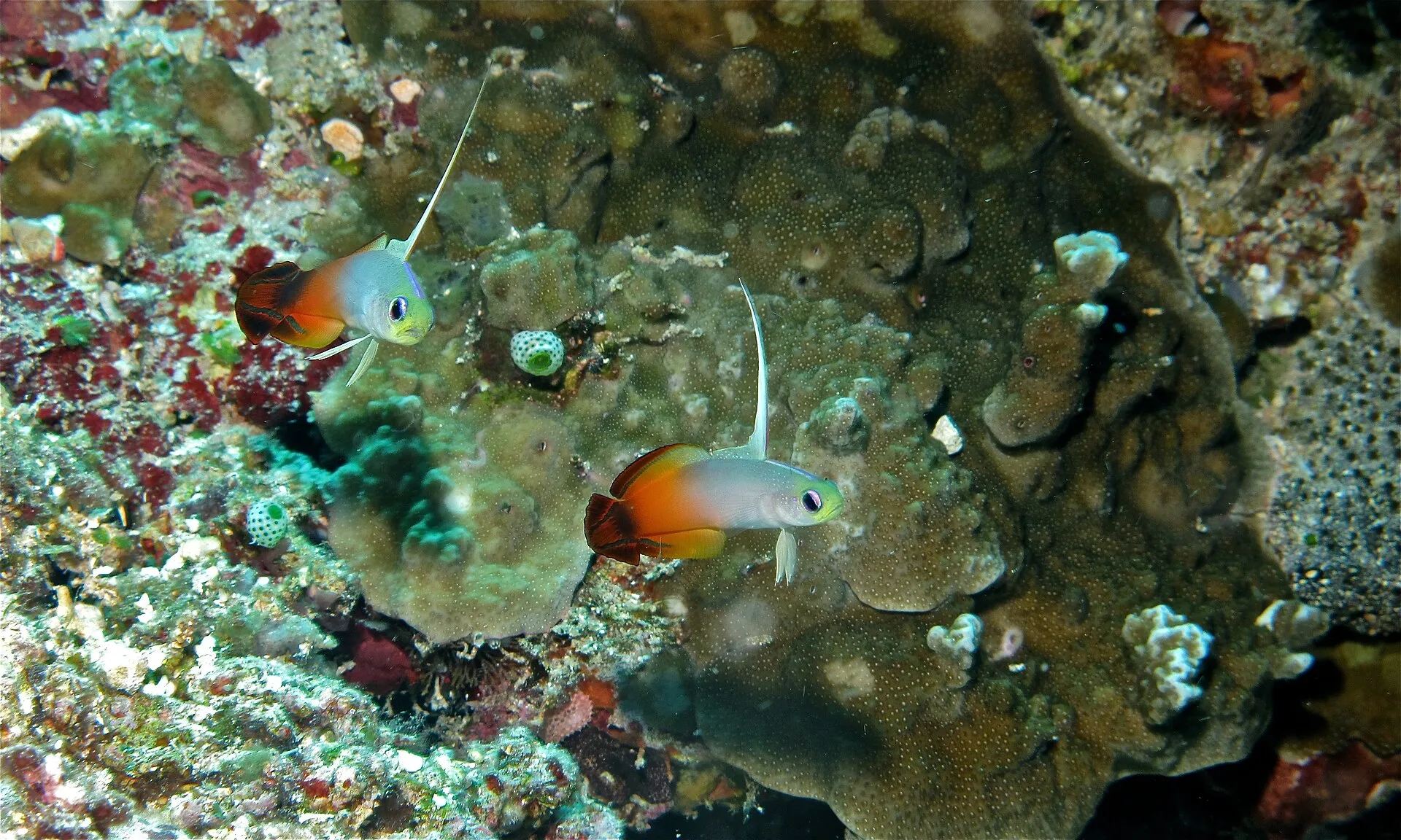 Close view of Firefish (Nemateleotris magnifica)