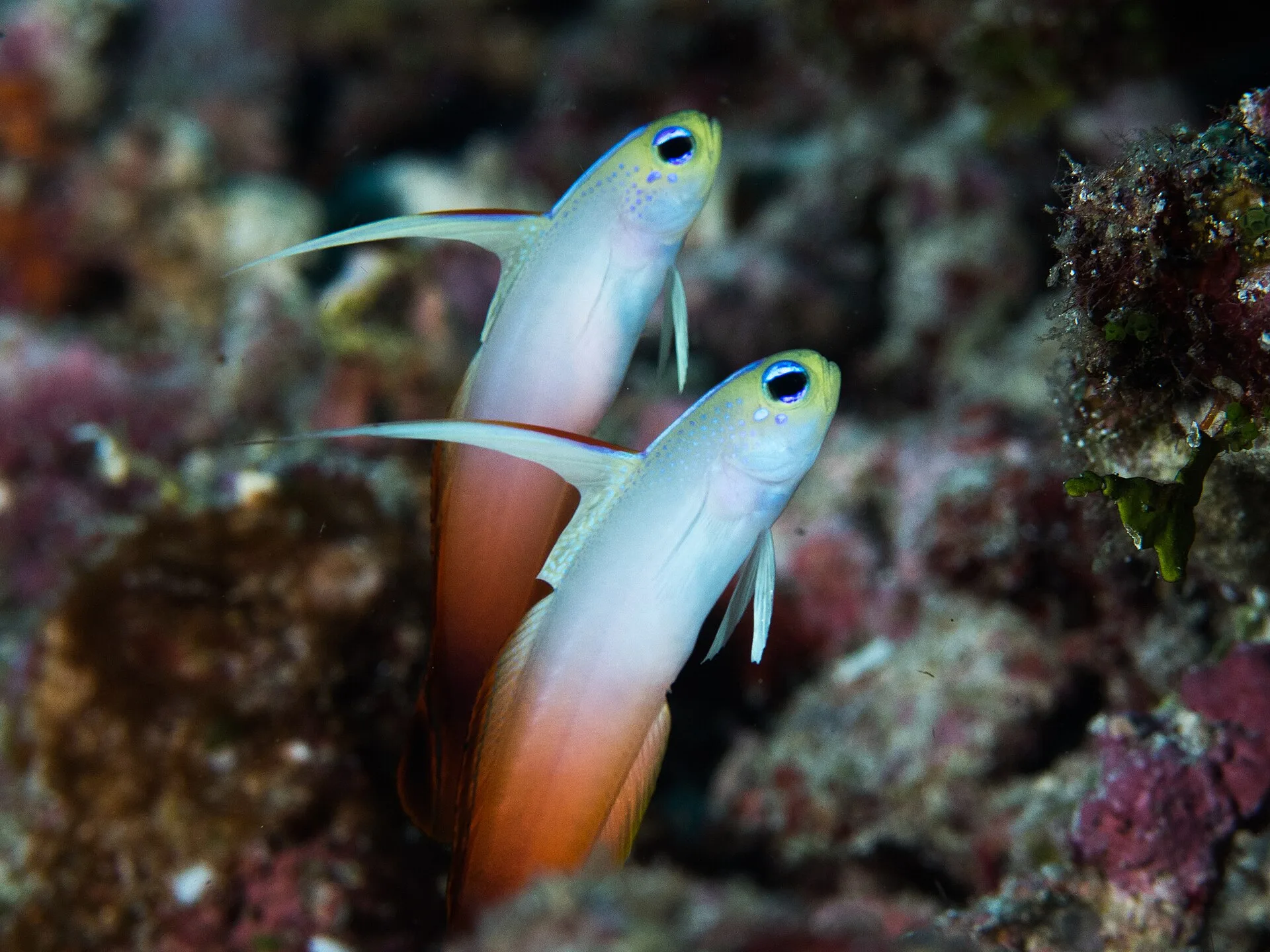 Firefish showing natural colour