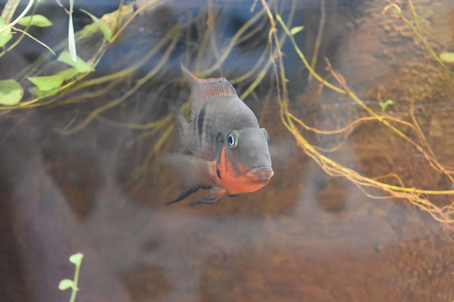 Firemouth Cichlid in a freshwater aquarium