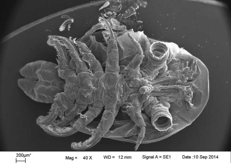 Fish Lice (Argulus)