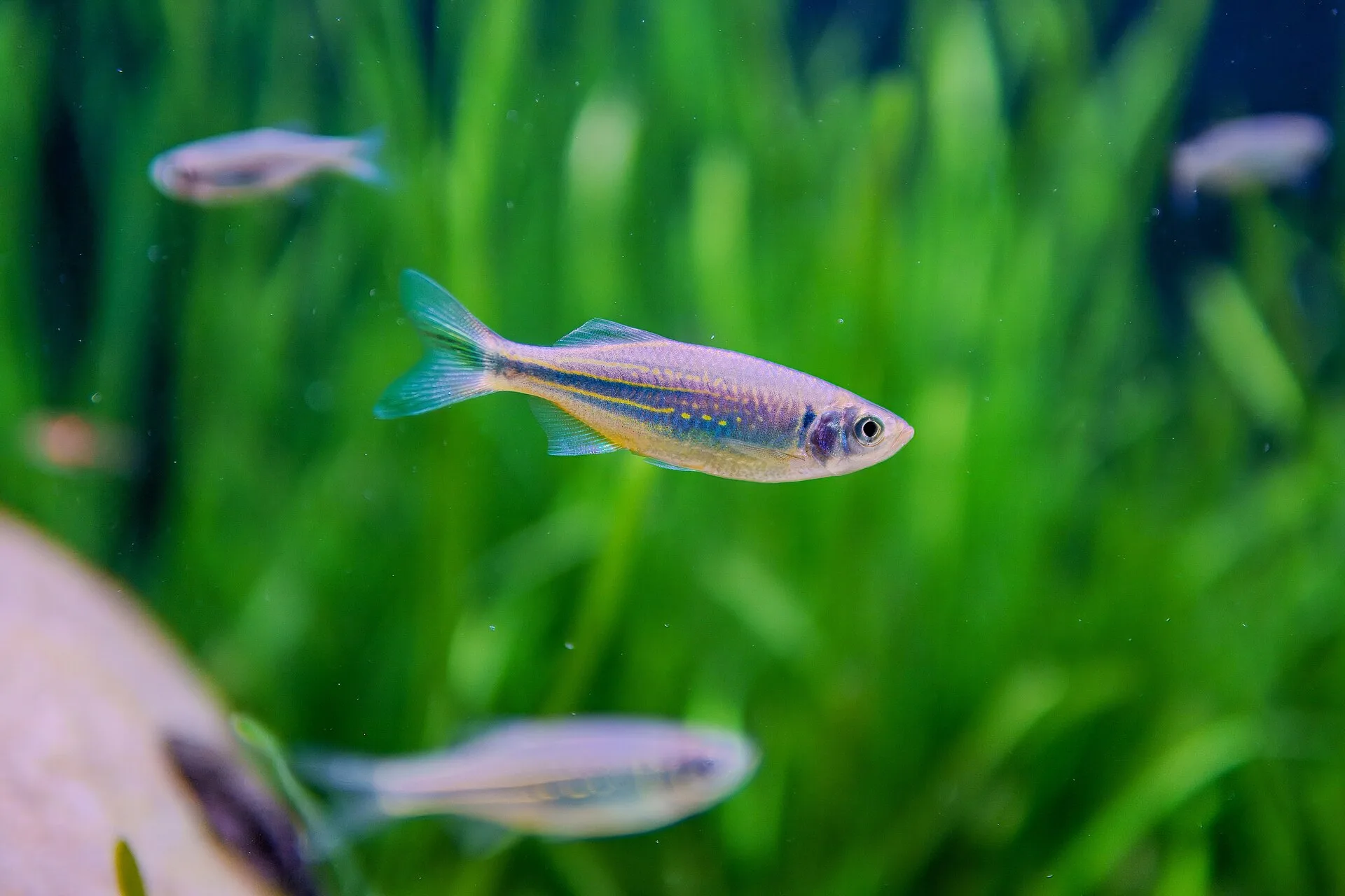 Tropical community fish feeding