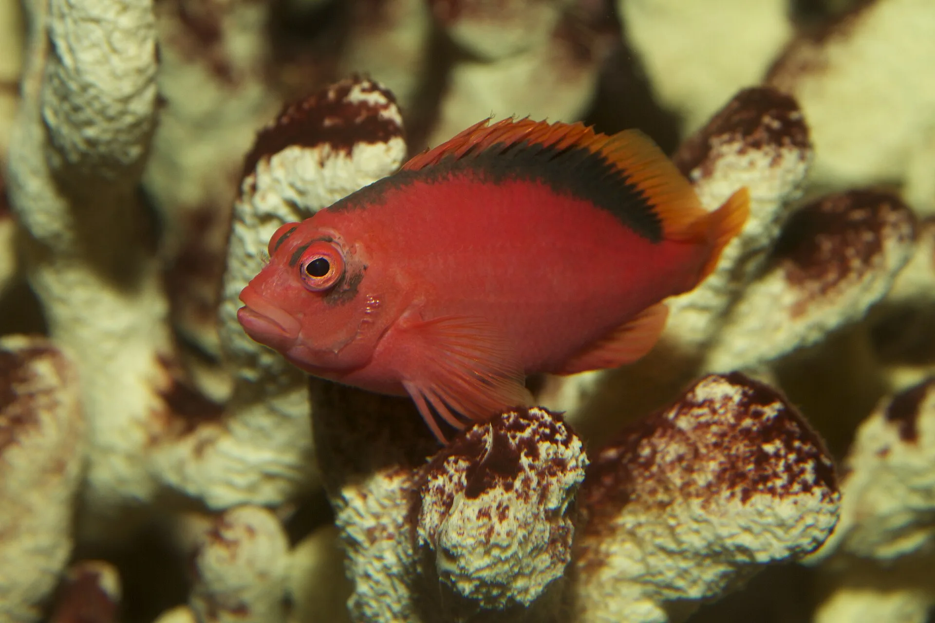 Flame Hawkfish (Neocirrhites armatus)