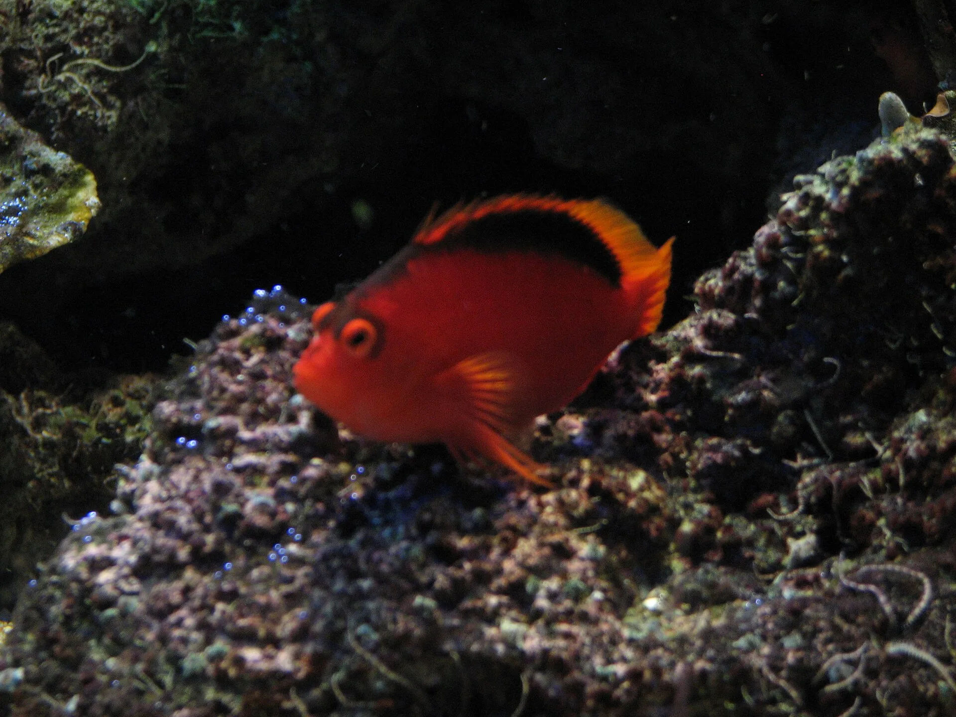 Flame Hawkfish on a coral reef