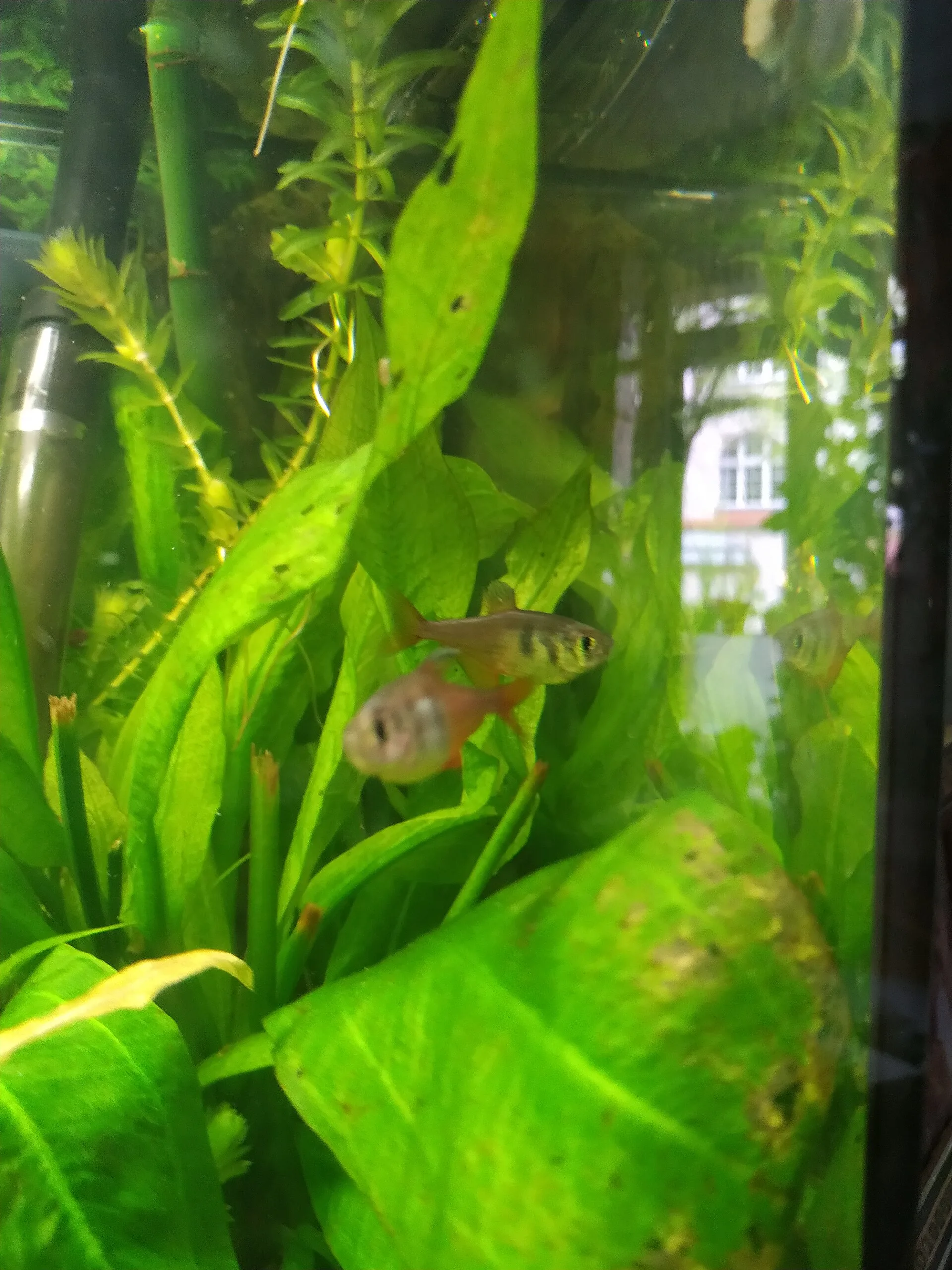 Flame Tetra in a freshwater aquarium