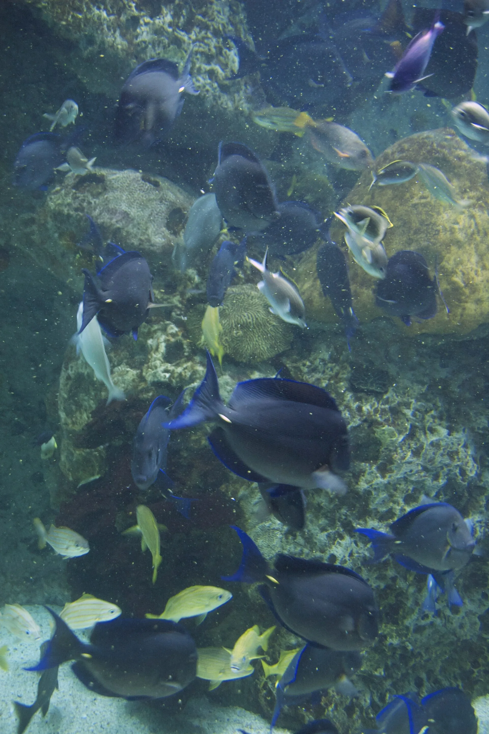 Gel Foods and DIY Fish Food
