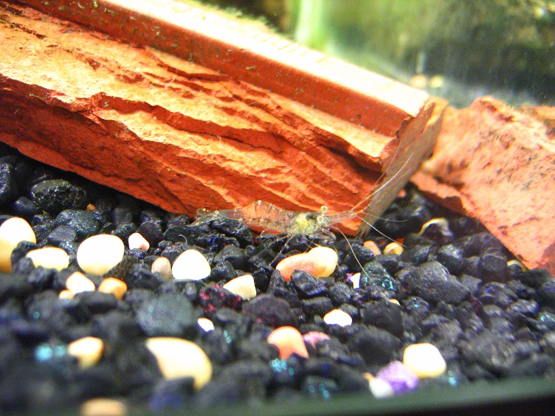 Ghost Shrimp (Palaemonetes paludosus)