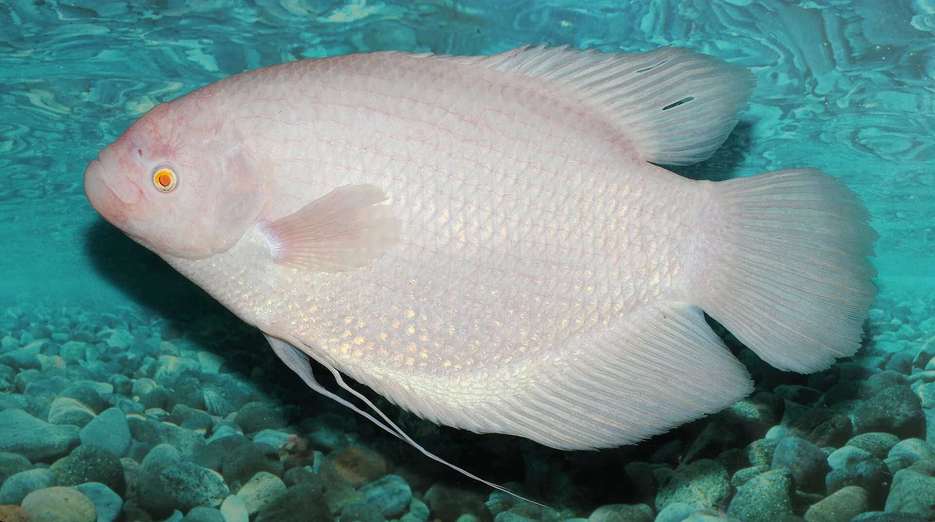 Giant Albino Gourami aquarium photo