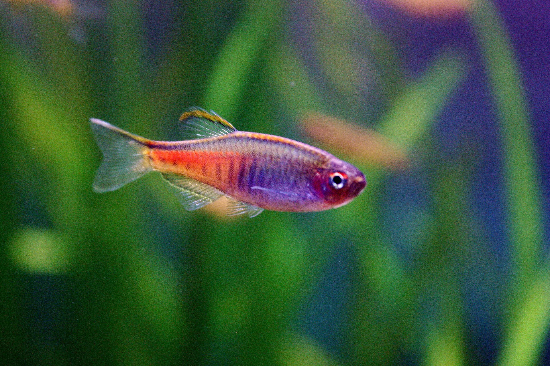Glowlight Danio aquarium photo
