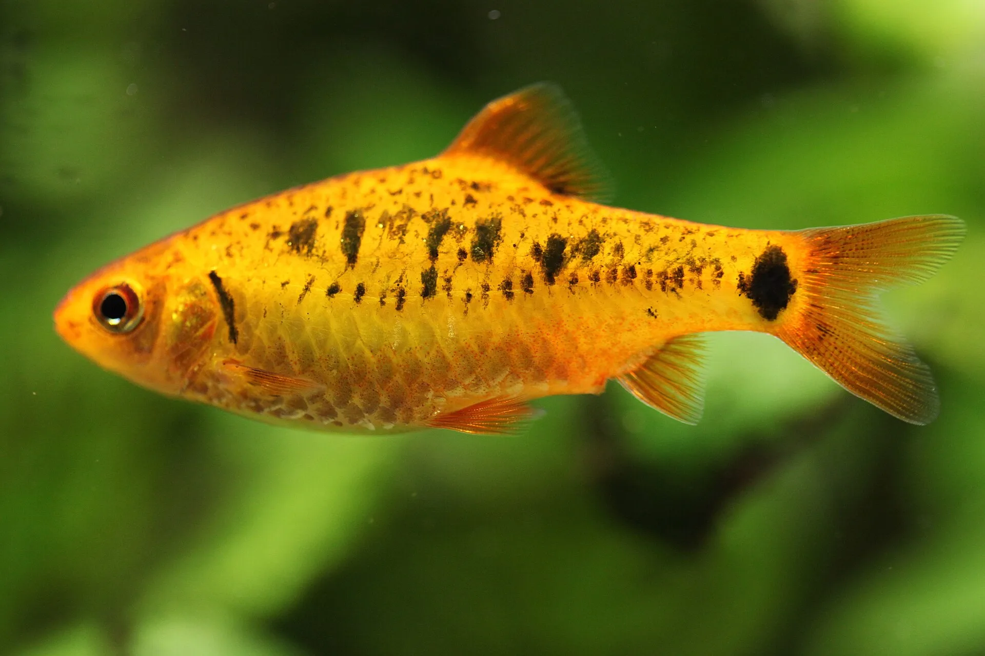 Gold Barb aquarium photo
