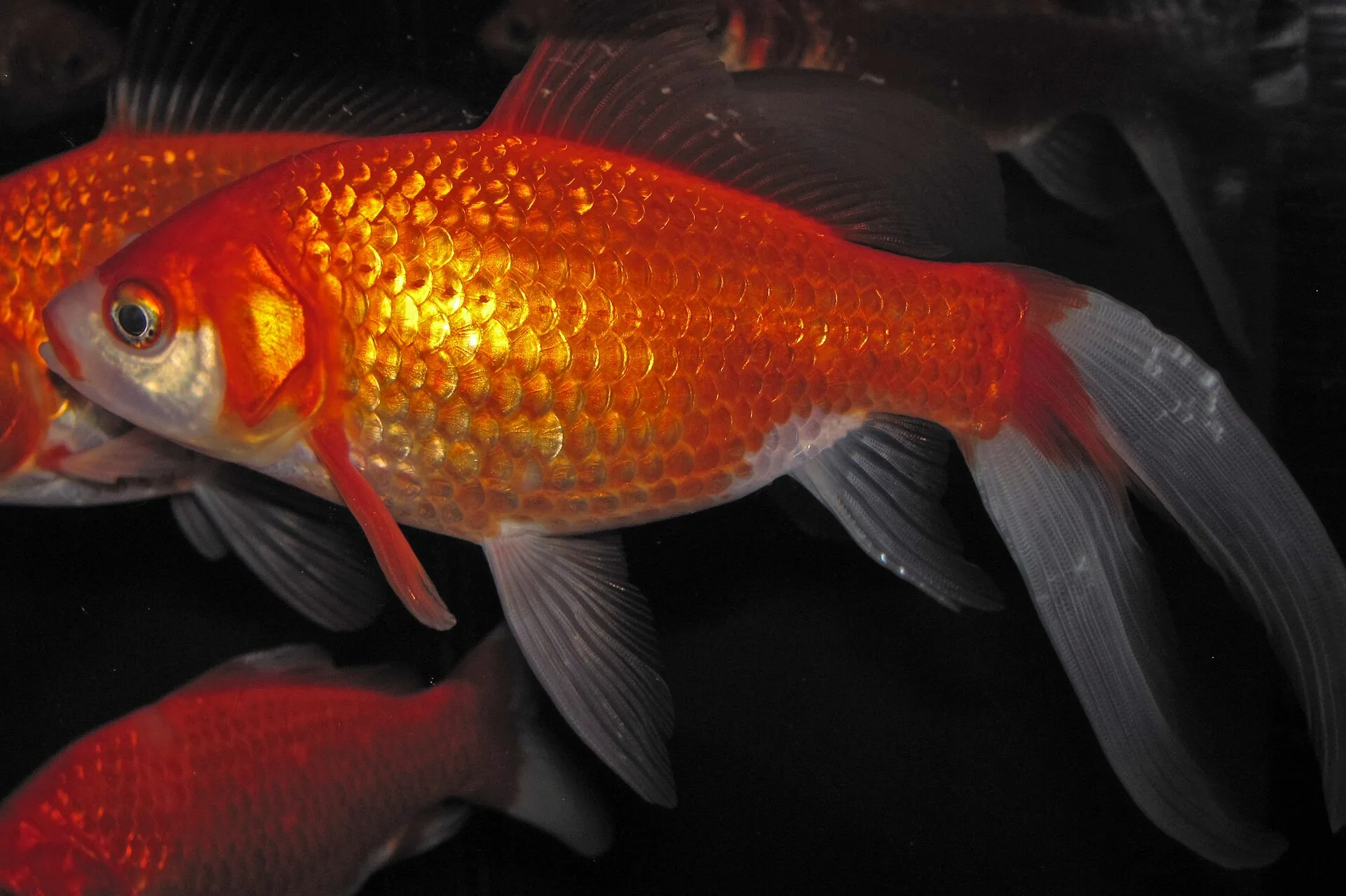 Goldfish browsing plant matter