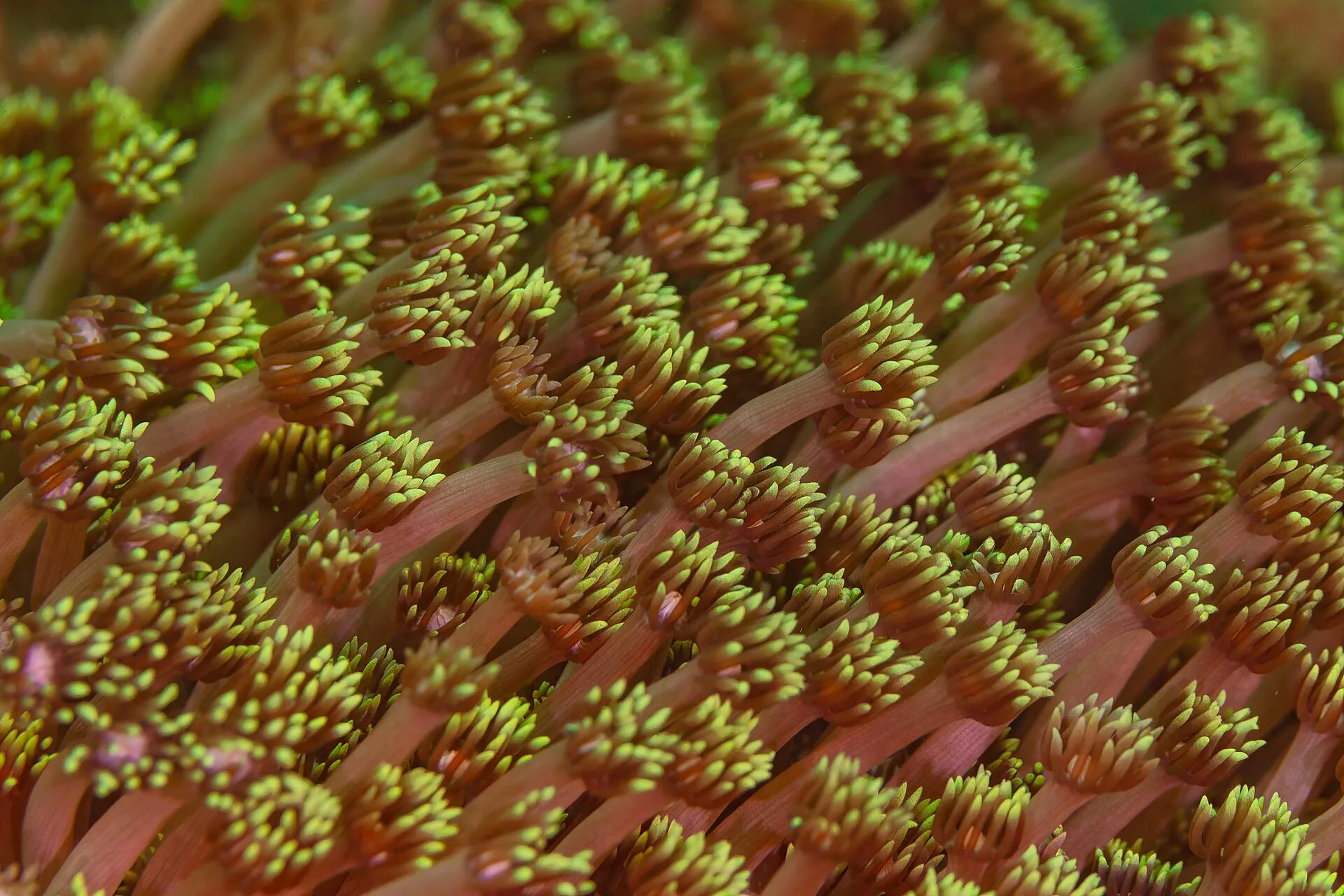 Goniopora (Goniopora sp.)