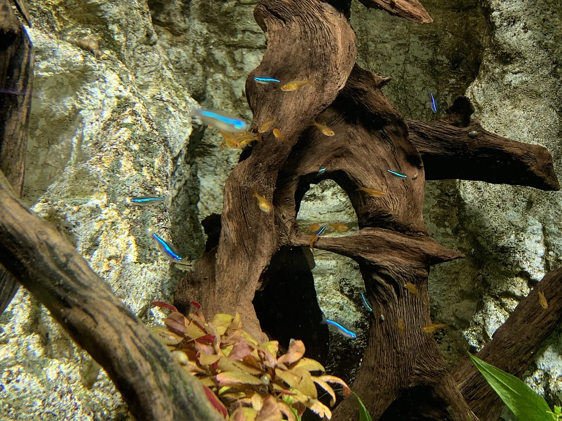 Green Neon Tetra showing natural colour and shape