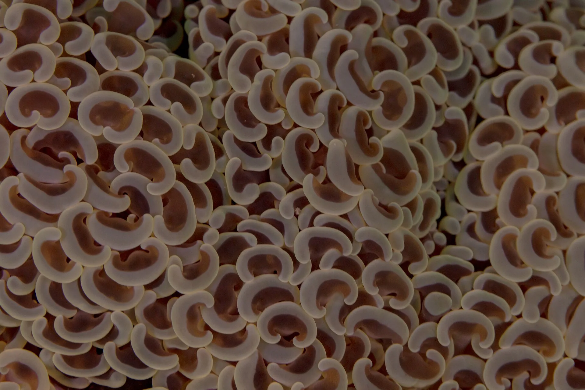 Hammer Coral in aquarium