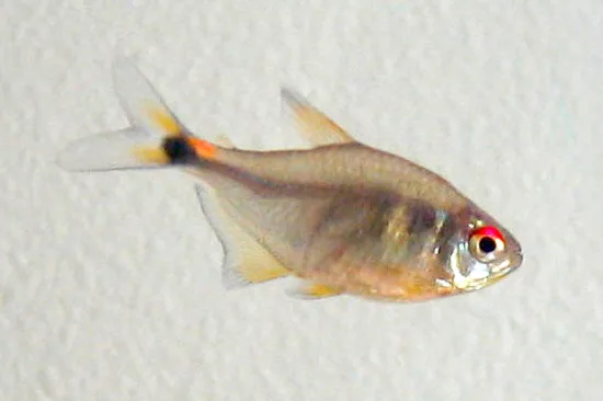 Head-and-Tail-Light Tetra in a freshwater aquarium