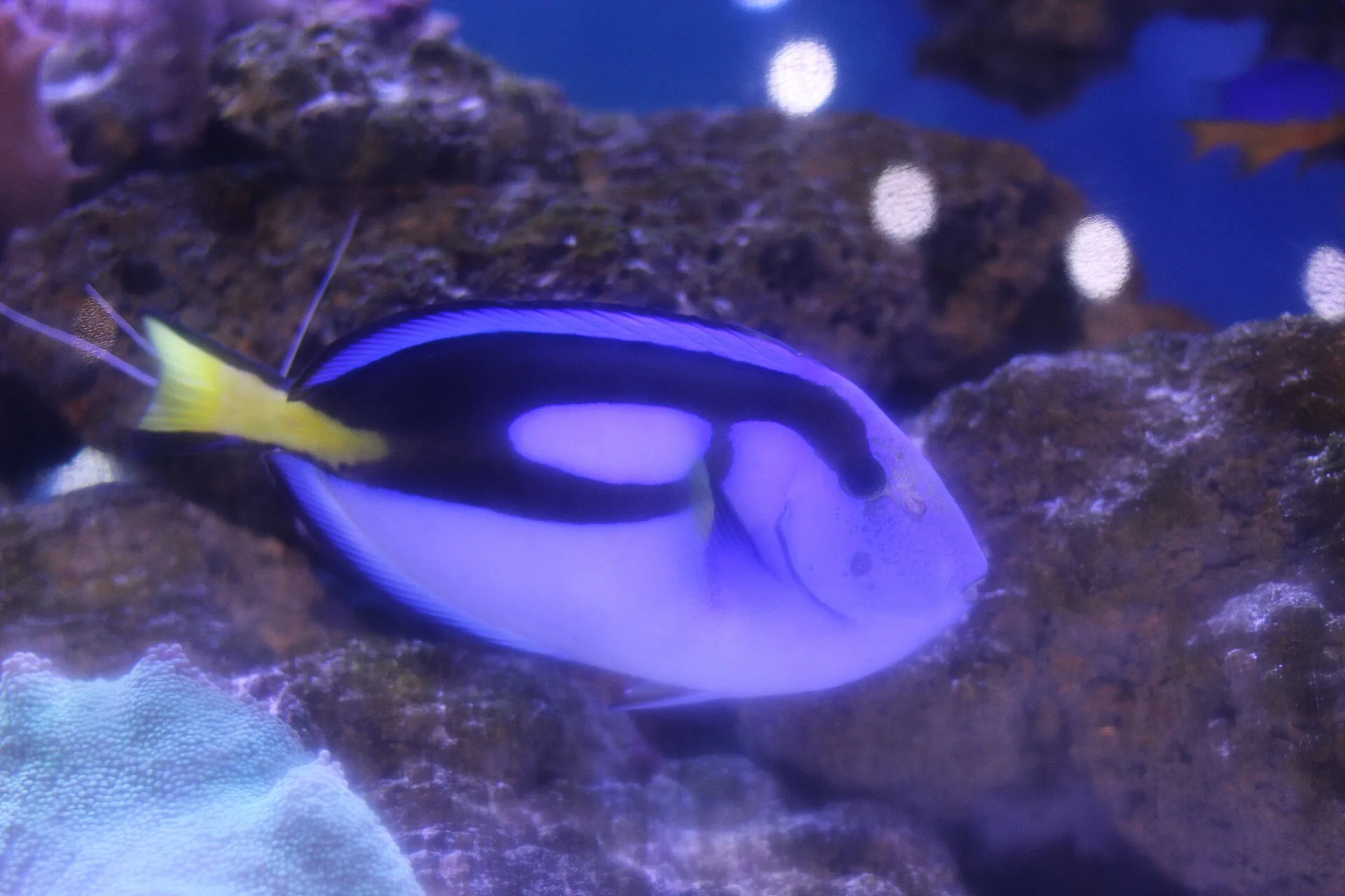 Hippo Tang aquarium photo