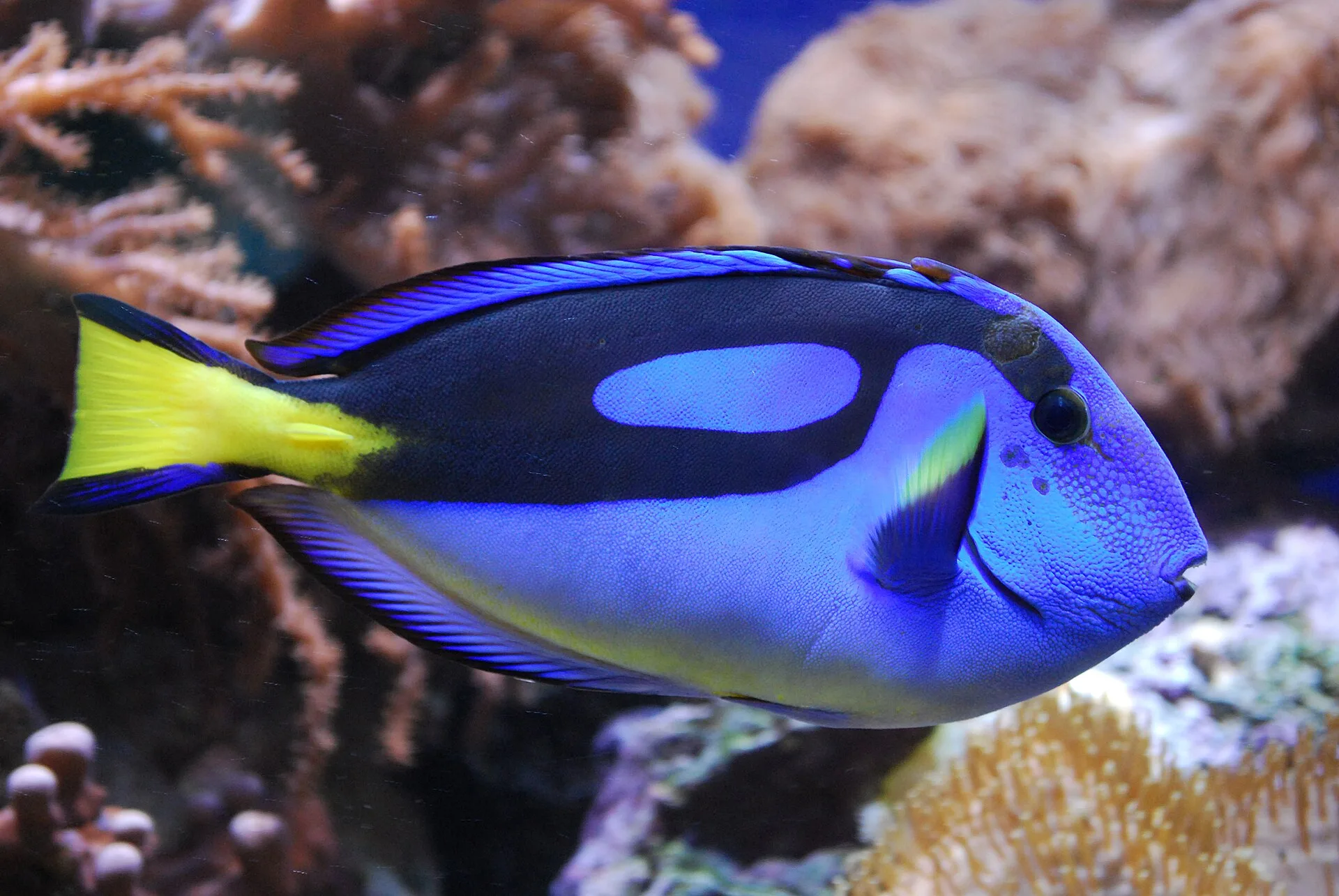 Hippo Tang aquarium photo