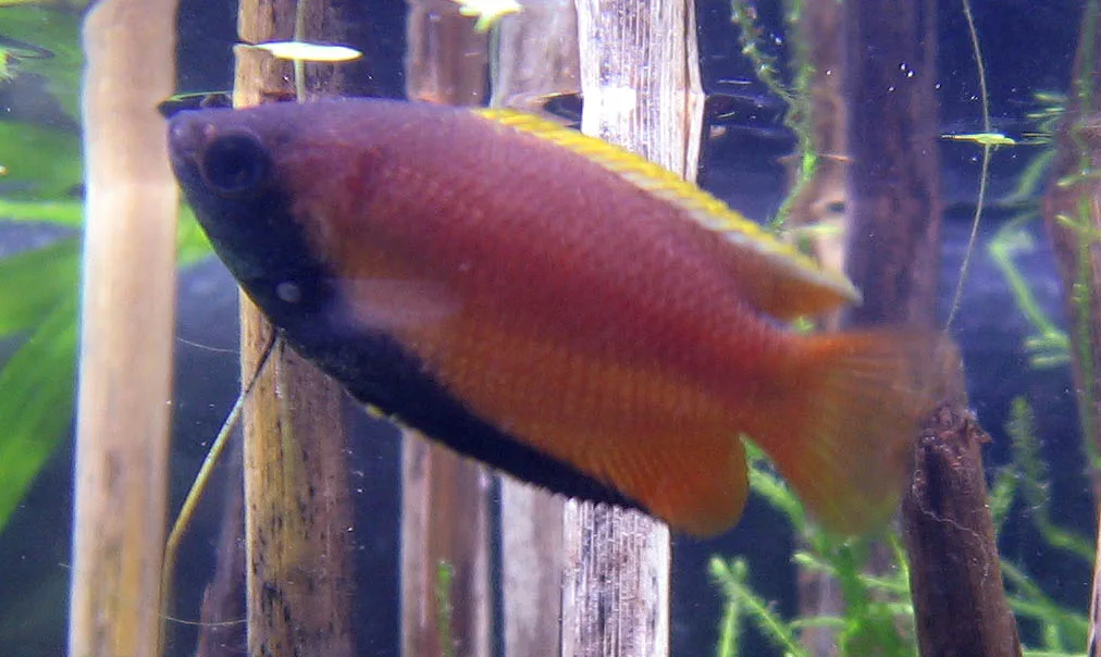 Honey gourami side profile in aquarium