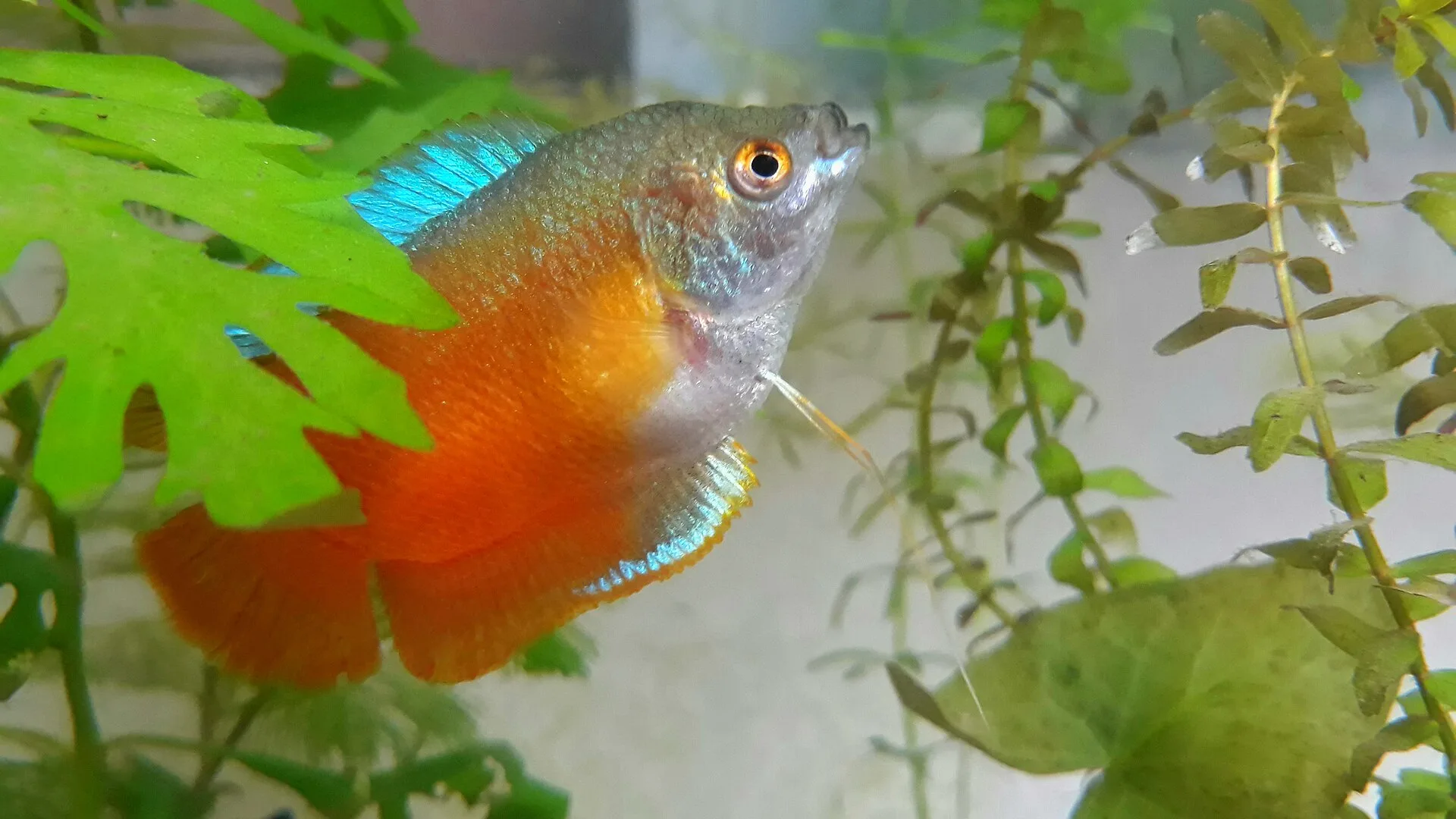 Honey Gourami (Trichogaster chuna) in a planted aquarium