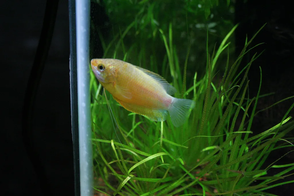 Yellow honey gourami swimming in a planted aquarium