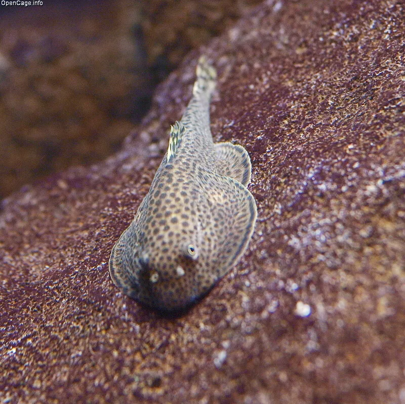 Hong Kong Plec aquarium photo