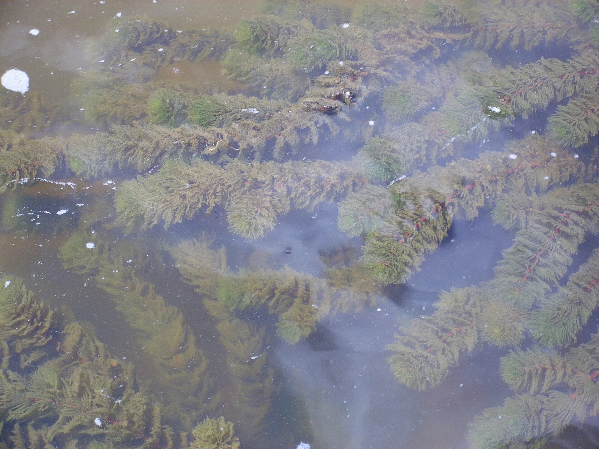 Close view of Hornwort (Ceratophyllum demersum)