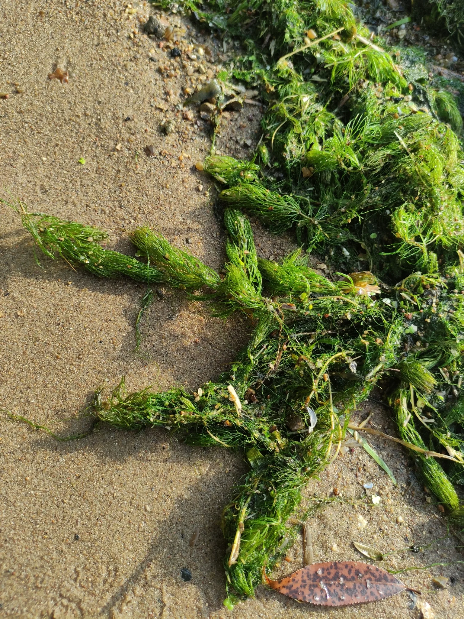 Hornwort natural colour and form