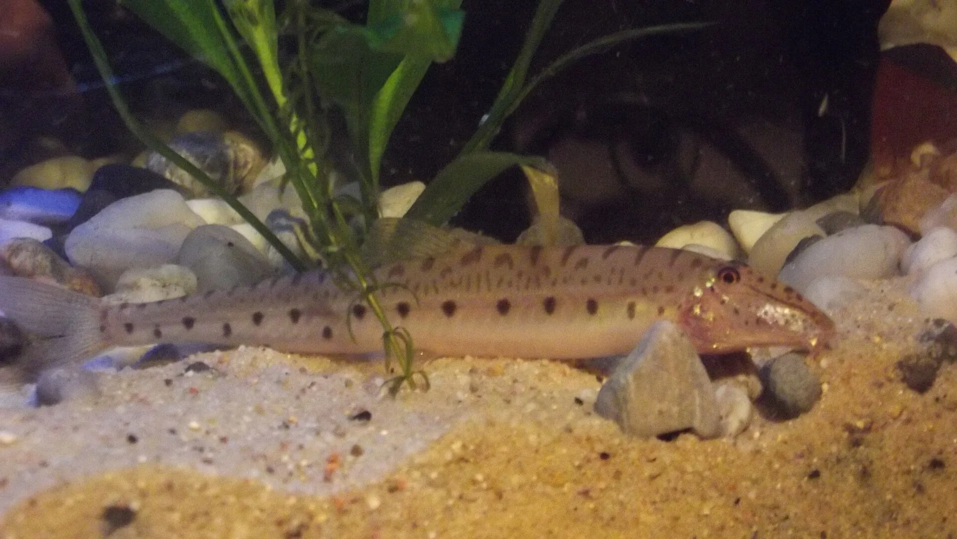 Horseface Loach aquarium photo