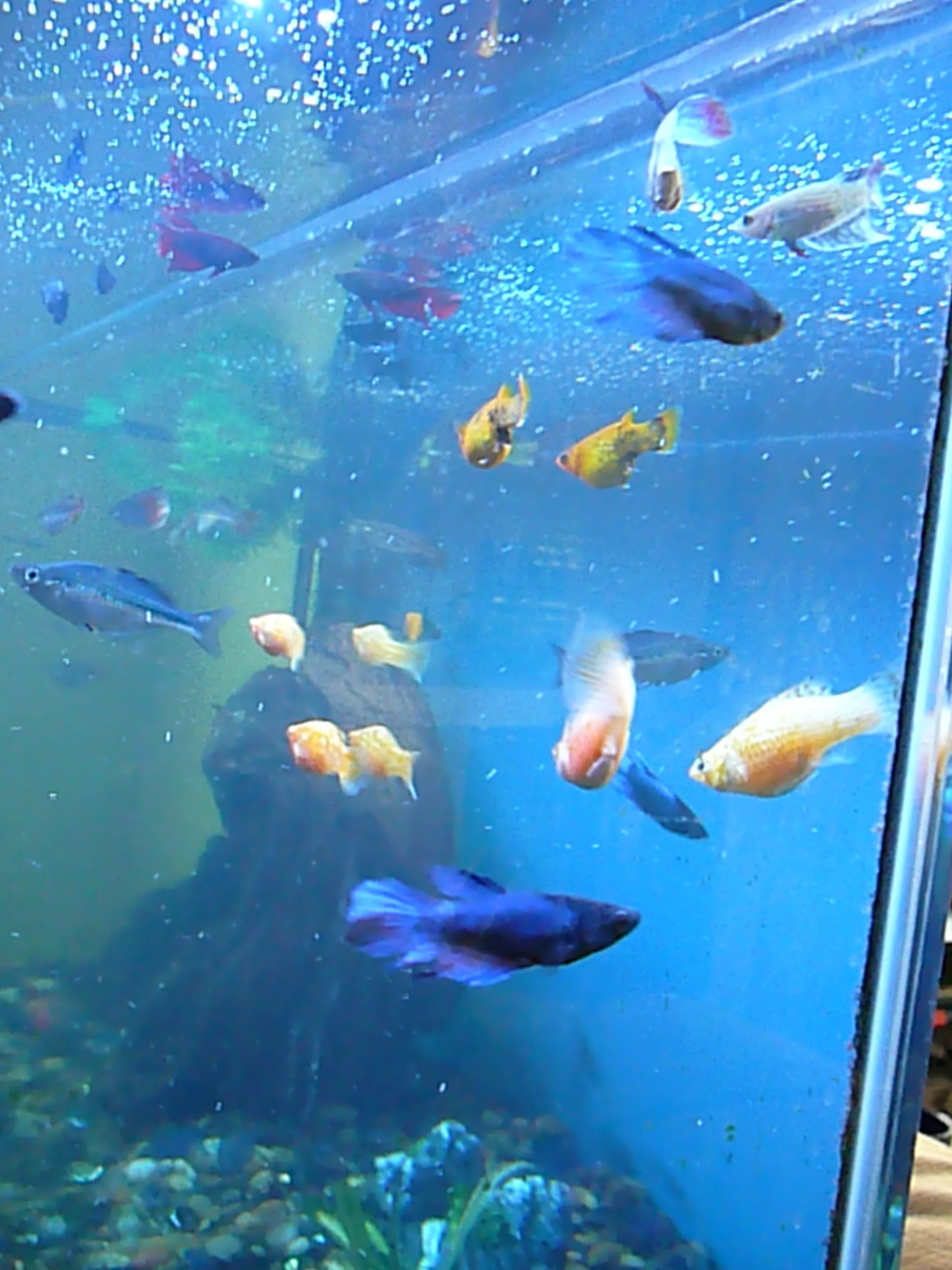 How Often Should You Feed Aquarium Fish?