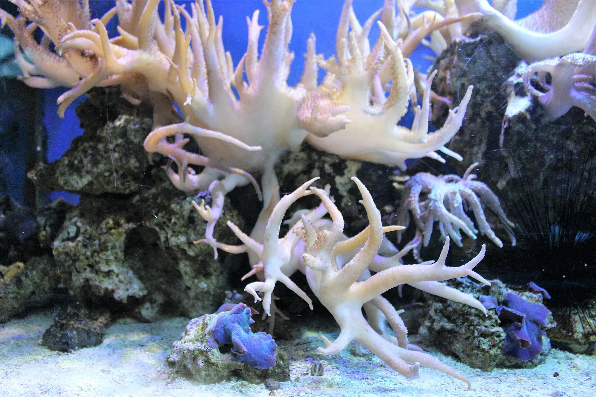 Kenya Tree aquarium photo
