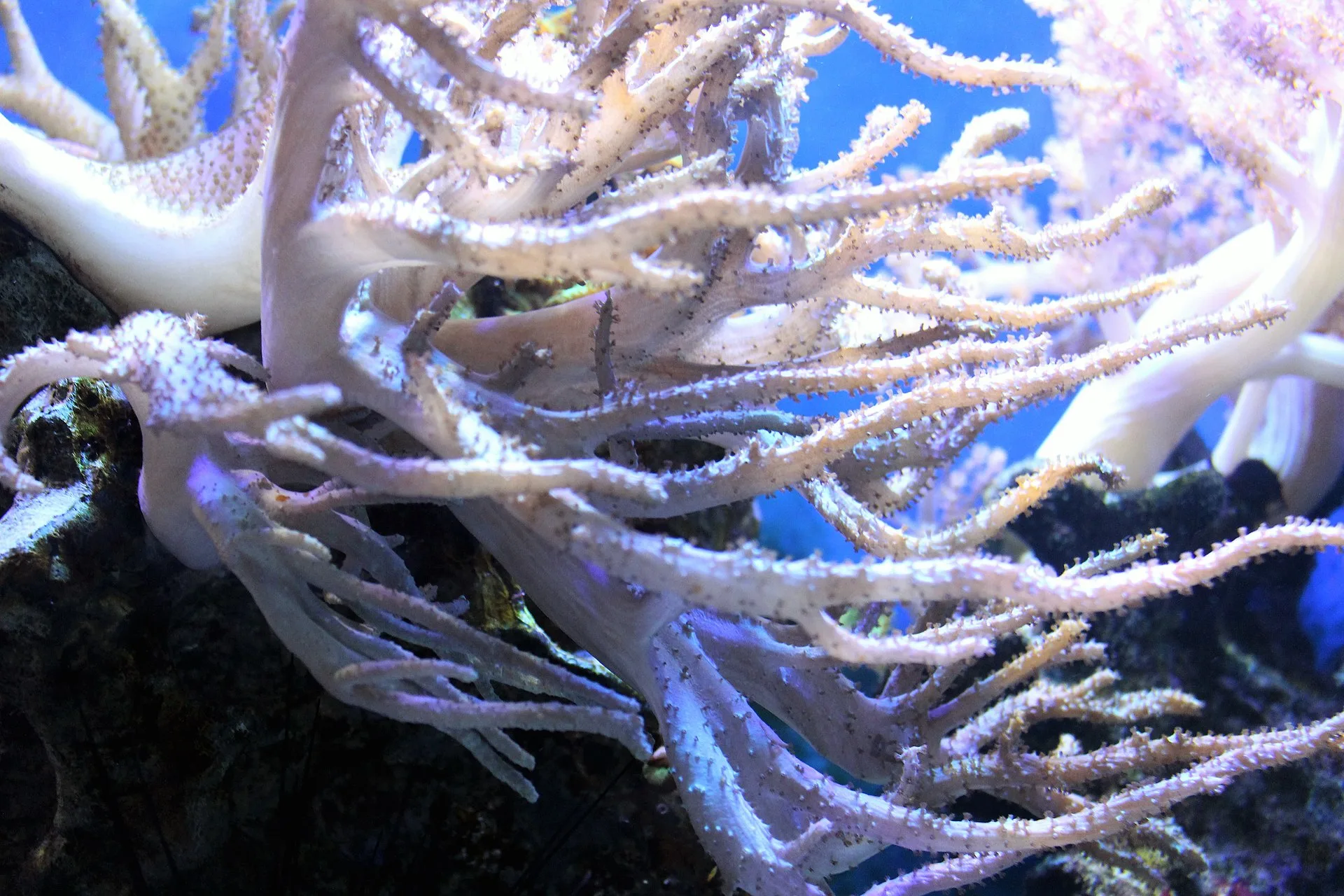 Kenya Tree aquarium photo
