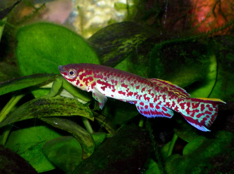 Killifish for Beginners