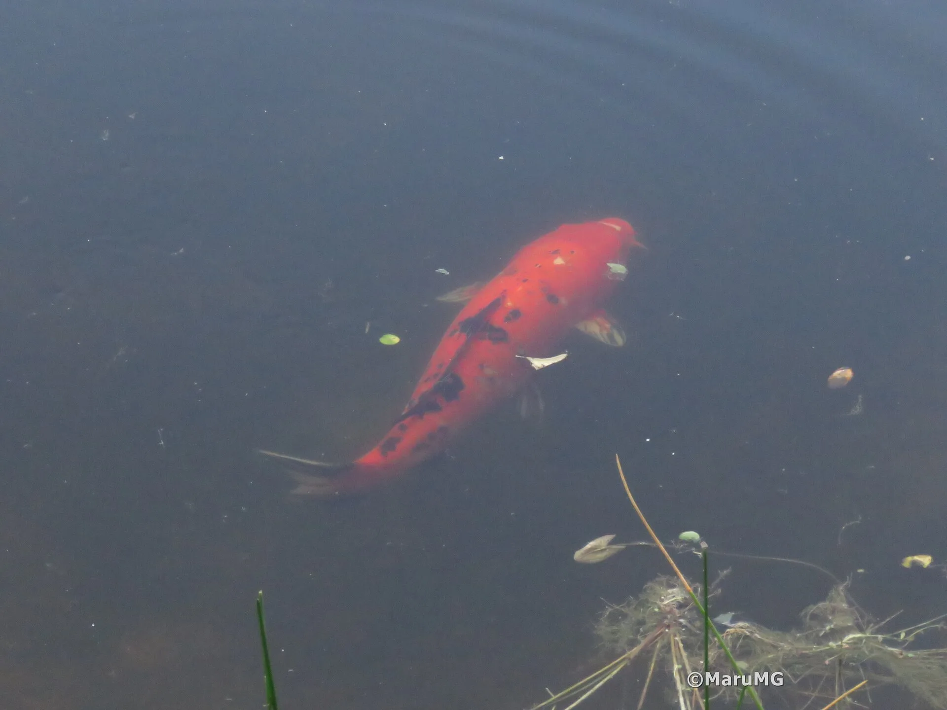Koi Carp aquarium photo
