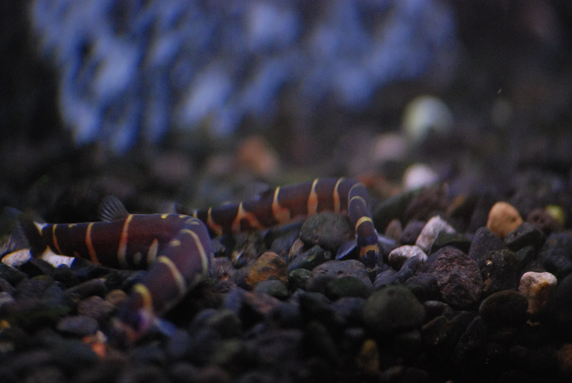 Kuhli Loach aquarium photo