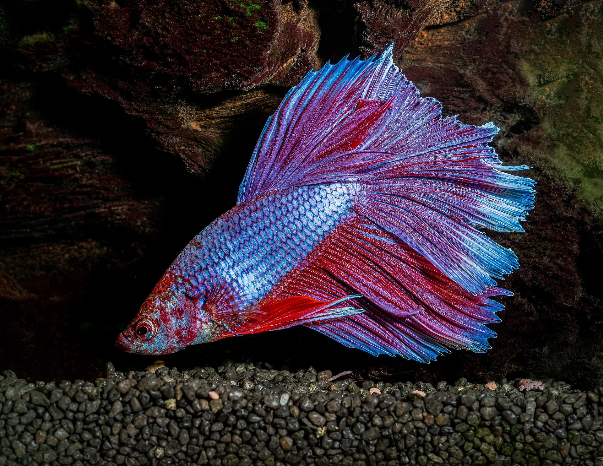 Labyrinth Fish Overview — Bettas and Gouramis