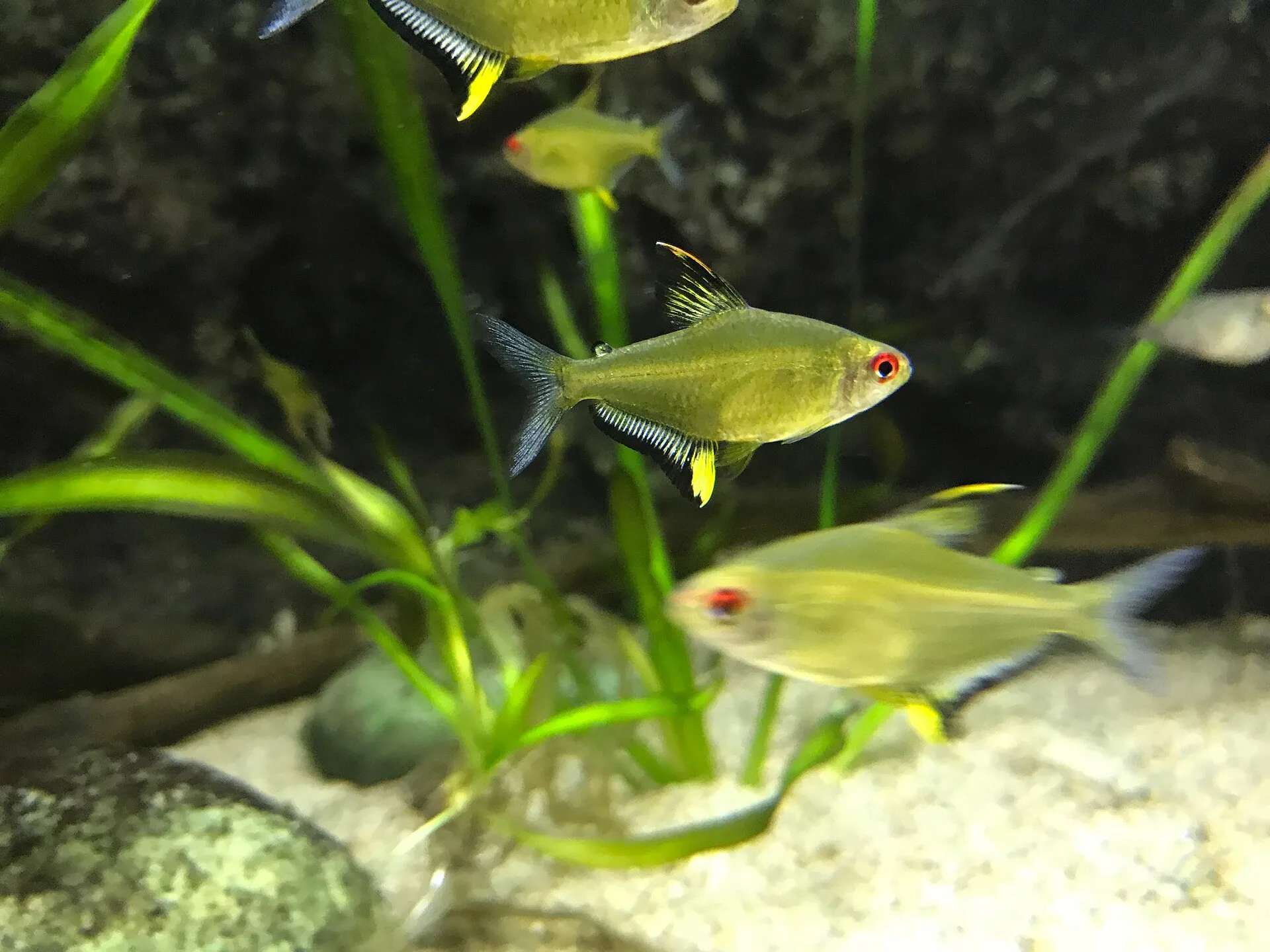 Lemon Tetra in aquarium