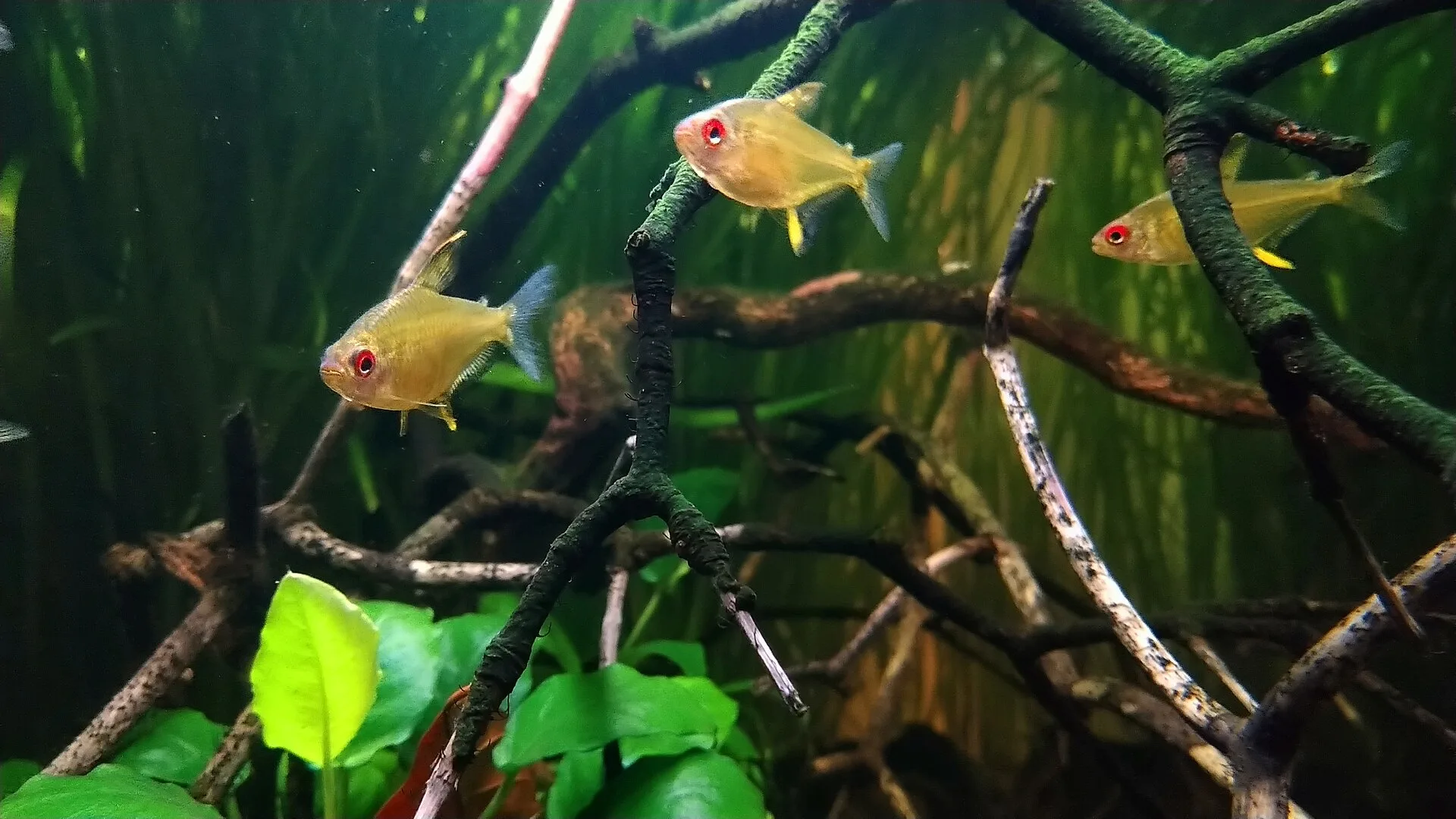Close view of Lemon Tetra (Hyphessobrycon pulchripinnis)