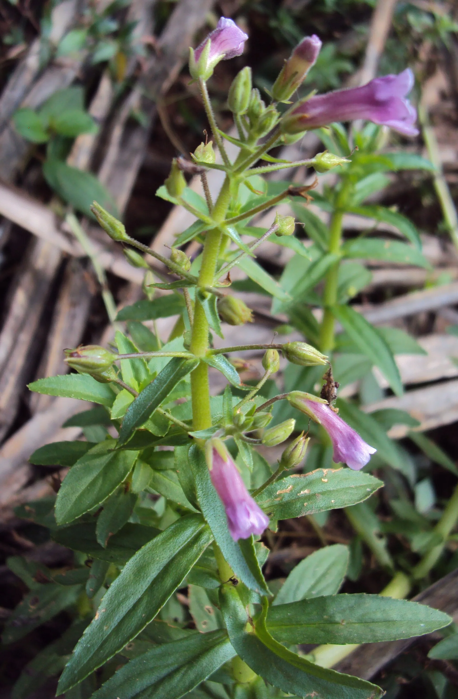 Limnophila aromatica (Limnophila aromatica)