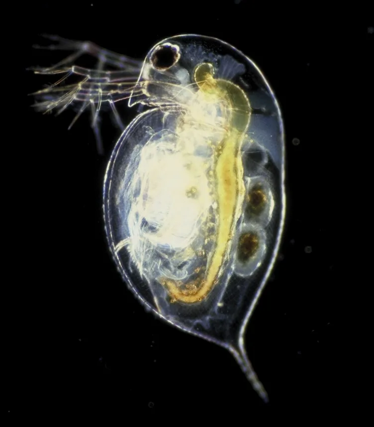 Live brine shrimp used as aquarium food
