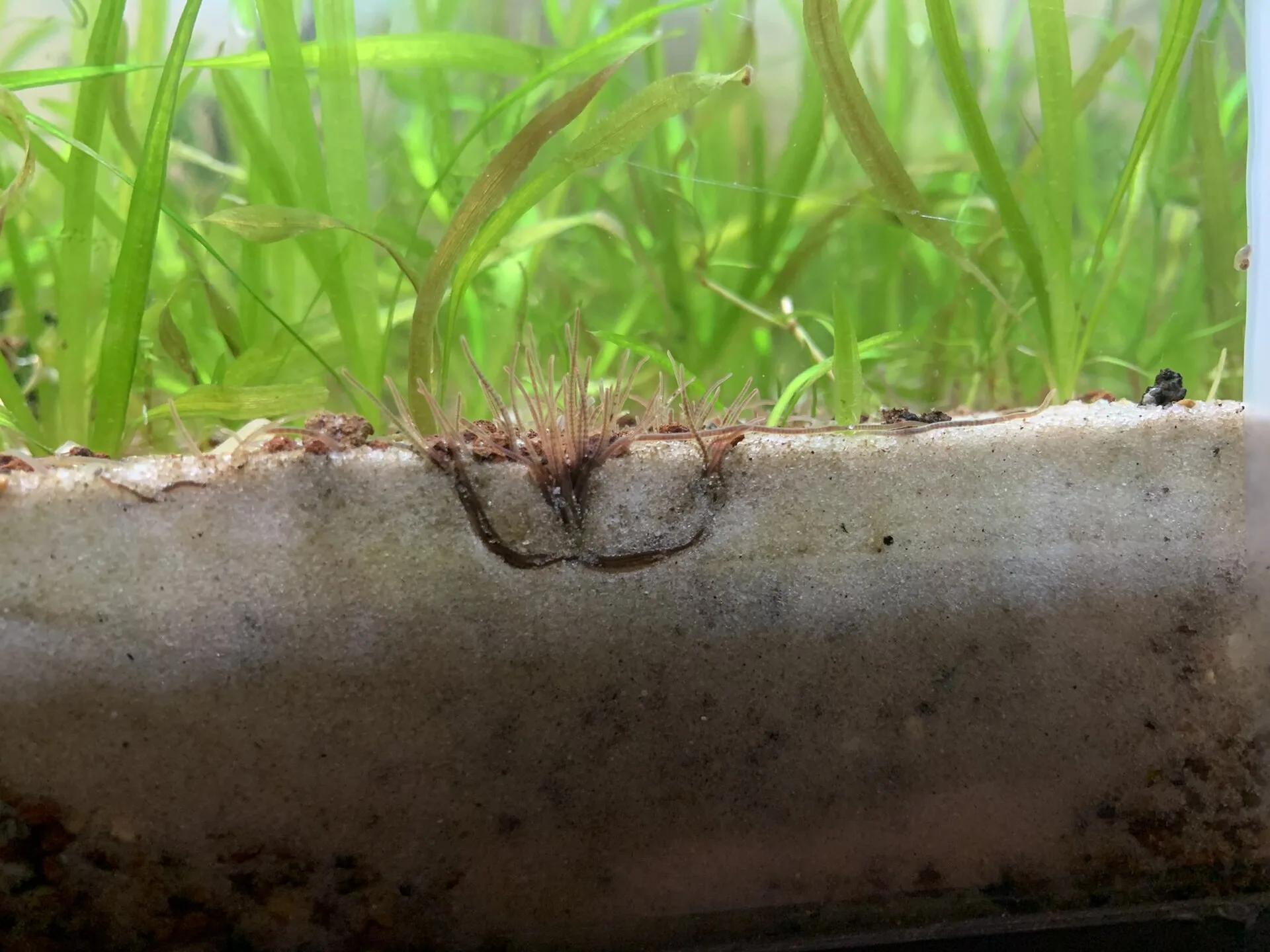 Daphnia live food for fish