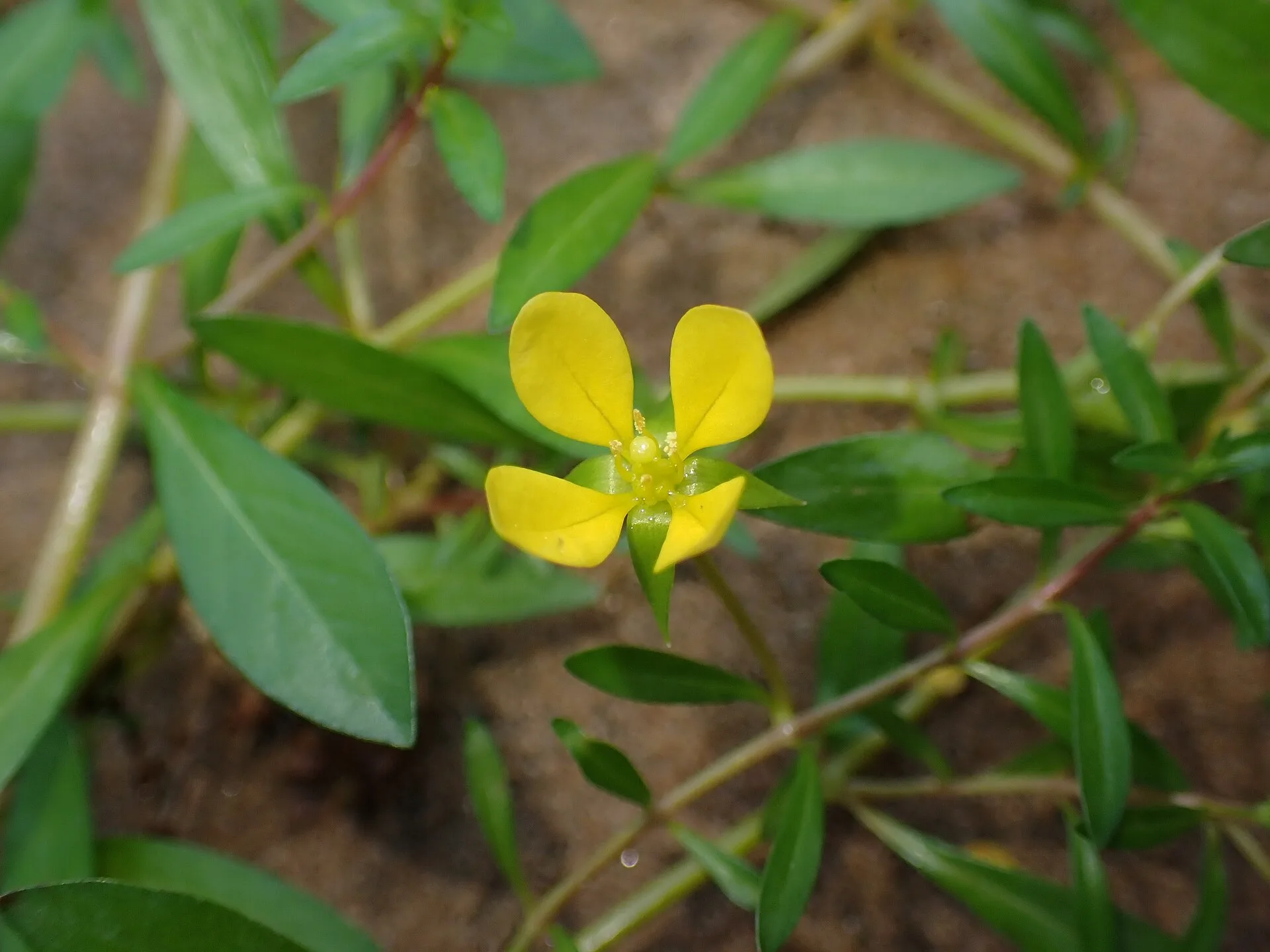 Ludwigia arcuata (Ludwigia arcuata)
