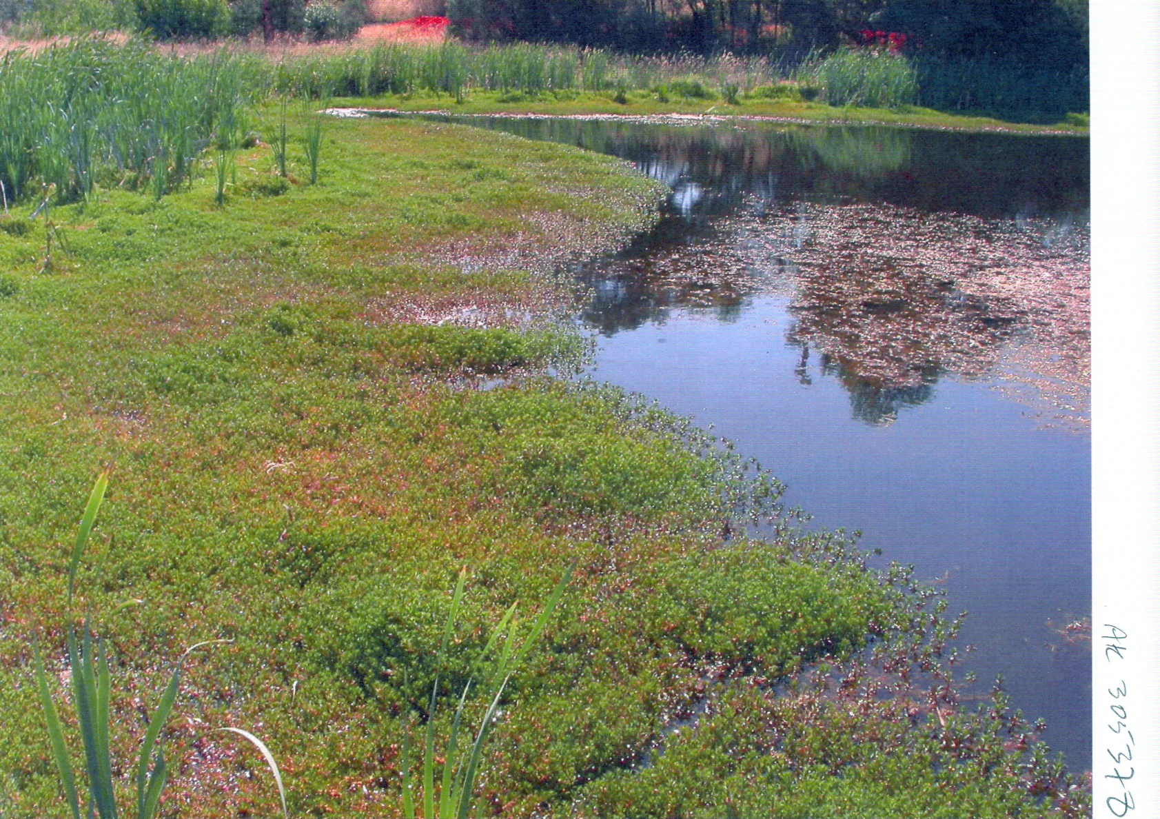 Ludwigia arcuata aquarium plant