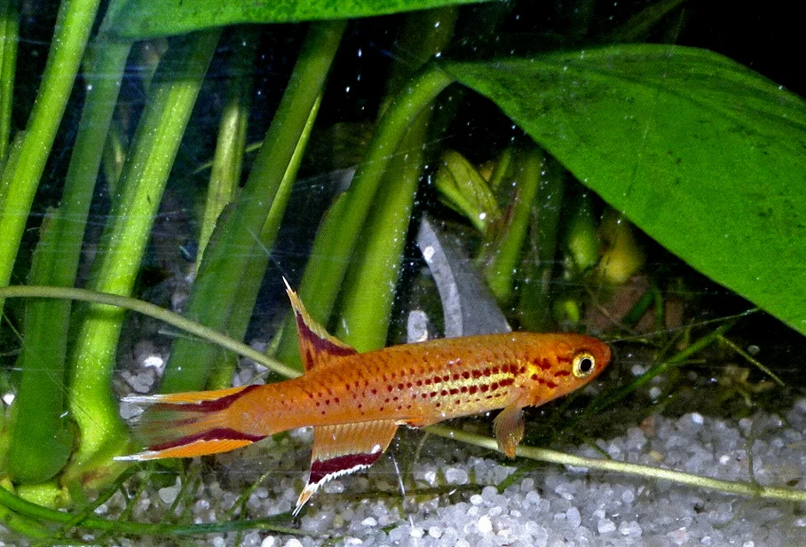 Lyretail Killifish aquarium photo