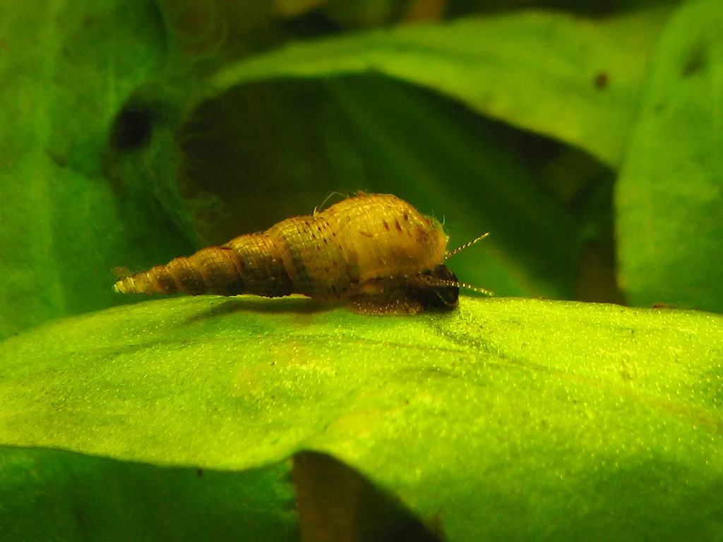 Malaysian Trumpet Snail in a freshwater aquarium