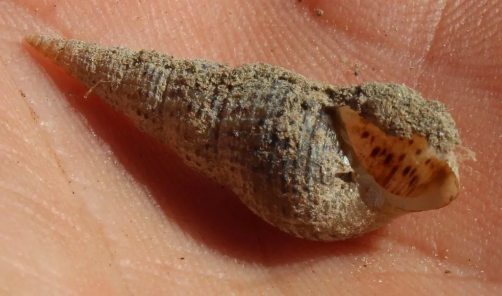 Close-up of Malaysian Trumpet Snail
