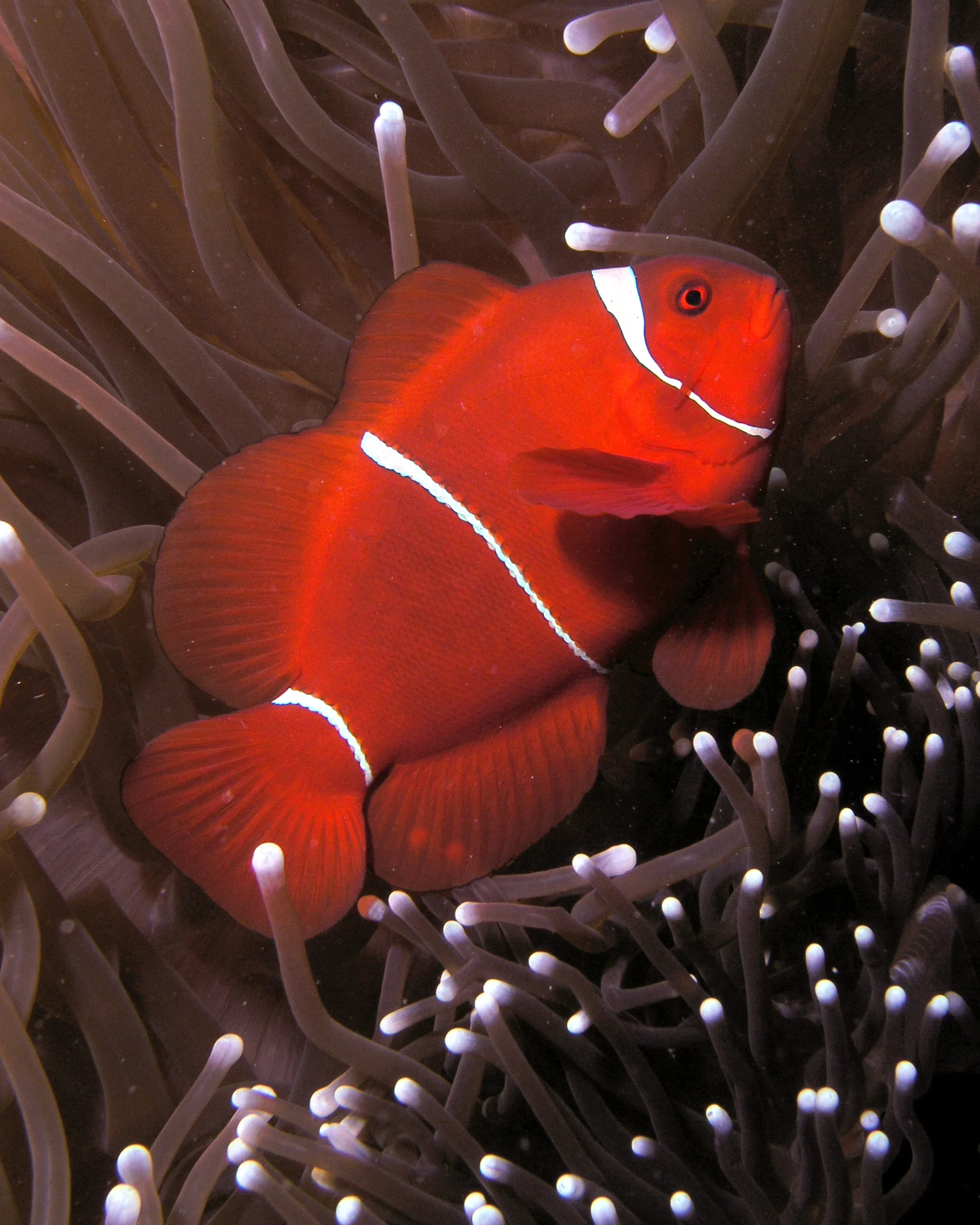 Maroon Clownfish showing natural colour