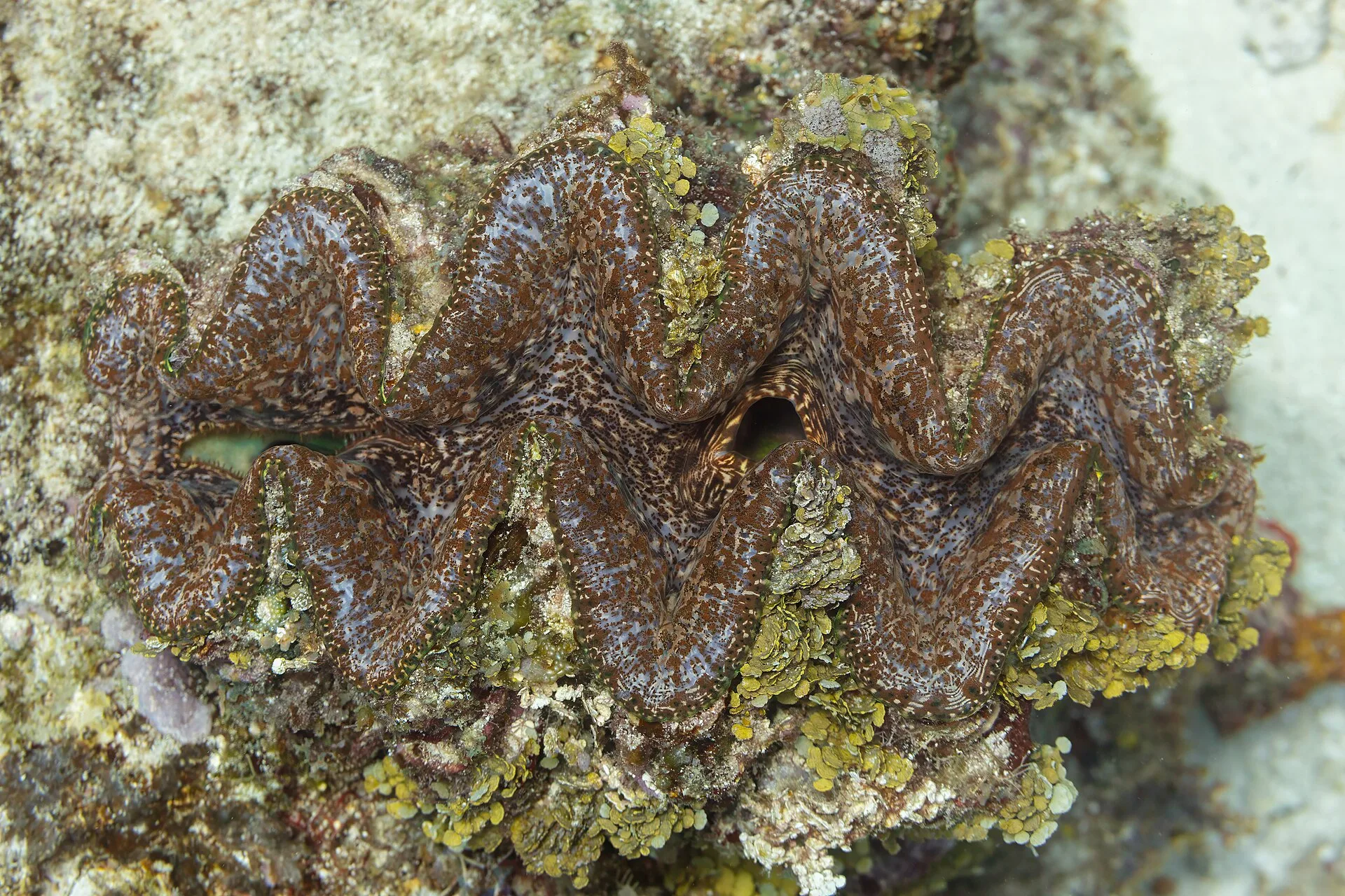 Maxima Clam (Tridacna maxima)